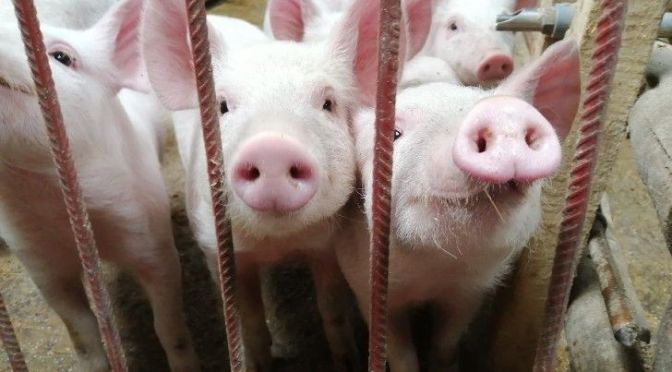 Polémica con China: lanzan una campaña para detener la instalación de granjas industriales de cerdos